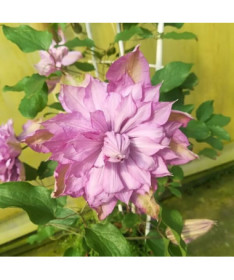 Clematis Proteus (großblütig) GEFÜLLT, 4‑L‑Topf