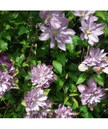 Clematis Proteus (großblütig) GEFÜLLT, 4‑L‑Topf