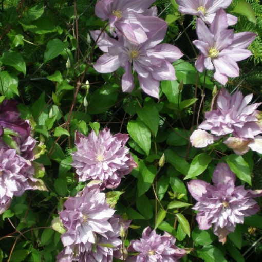 Clematis Proteus (großblütig) GEFÜLLT, 4‑L‑Topf