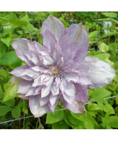 Clematis Proteus (großblütig) GEFÜLLT, 2L‑Topf