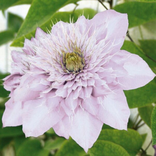 Clematis Proteus (großblütig) GEFÜLLT, 2L‑Topf