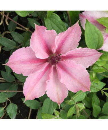 Clematis Pink Fantasy im 4‑L‑Topf