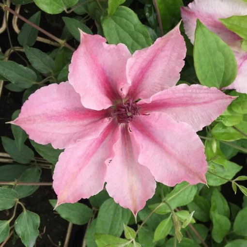 Clematis Pink Fantasy im 4‑L‑Topf