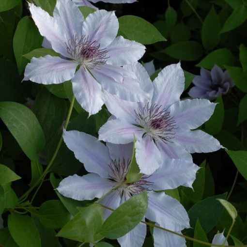 Clematis Pink Fantasy im 4‑L‑Topf