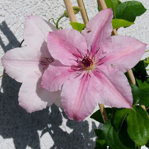 Clematis Pink Fantasy im 4‑L‑Topf