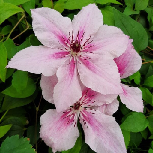 Clematis Pink Fantasy im 4‑L‑Topf