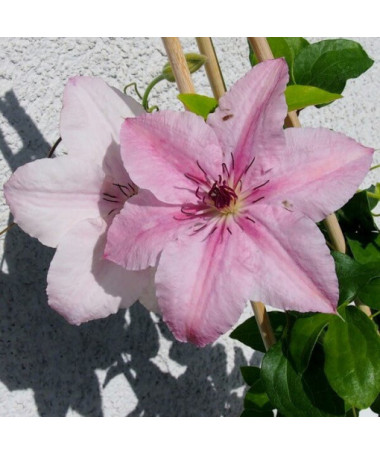 Clematis Pink Fantasy im 2L‑Topf