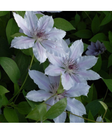 Clematis Pink Fantasy im 2L‑Topf