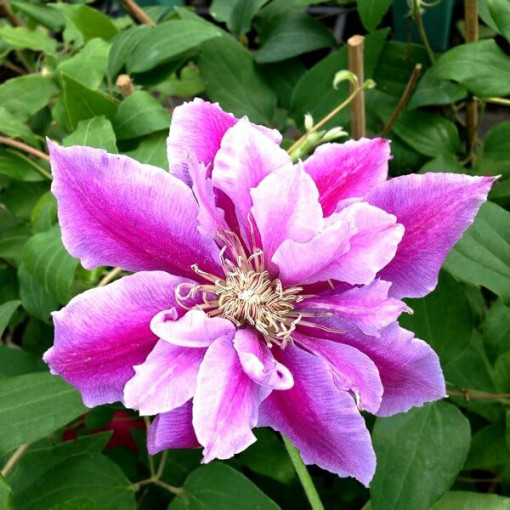 Clematis Piilu (großblütig) GEFÜLLT, 4‑L‑Topf