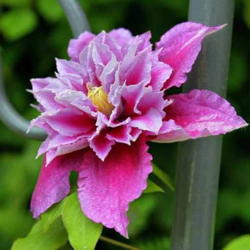 Clematis Piilu (großblütig) GEFÜLLT, 2-L‑Topf