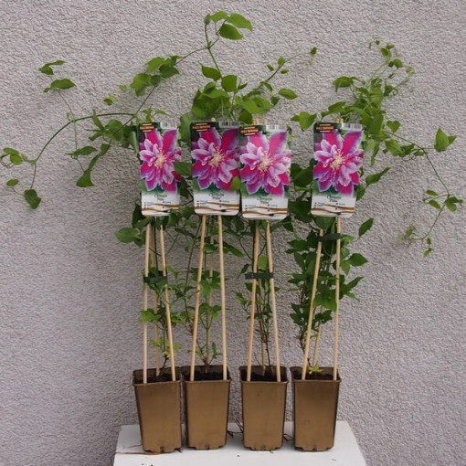 Clematis Piilu (großblütig) GEFÜLLT, 2-L‑Topf