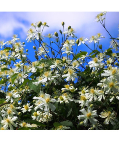 Clematis Paul Farges (botanisch) DUFTEND, 2‑L‑Topf