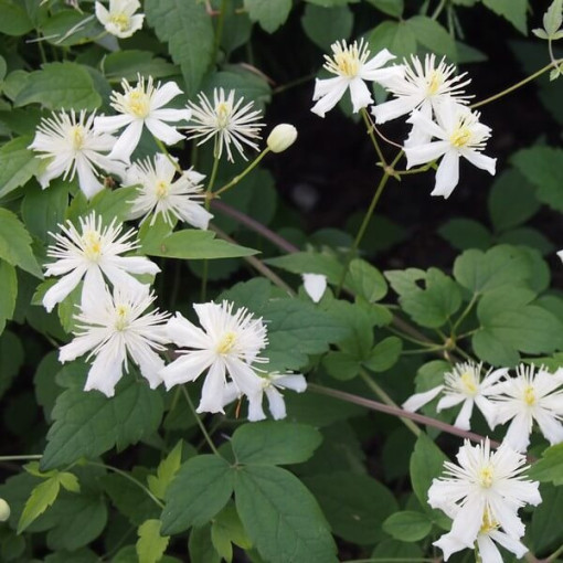 Clematis Paul Farges (botanisch) DUFTEND, 2‑L‑Topf