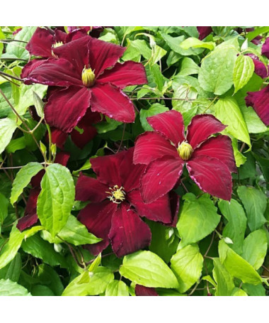 Clematis Niobe (großblütig) 2‑L‑Topf