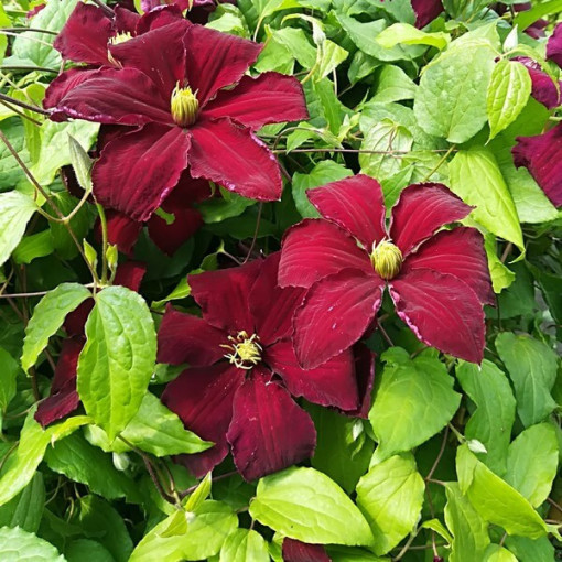Clematis Niobe (großblütig) 2‑L‑Topf