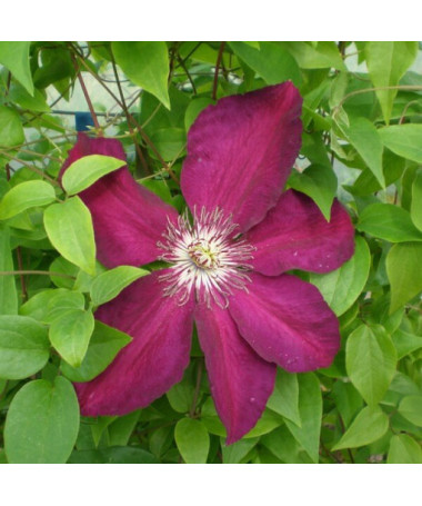 Clematis Niobe (großblütig) 4‑L‑Topf