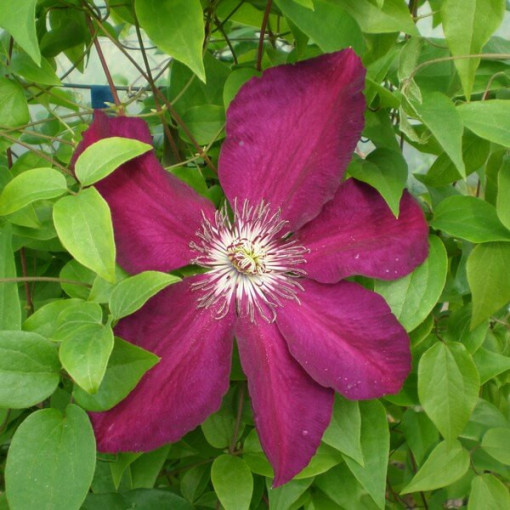 Clematis Niobe (großblütig) 4‑L‑Topf