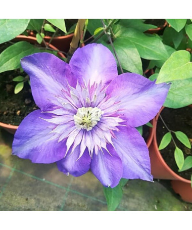 Clematis Multi Blue (großblütig) GEFÜLLT, 4‑L‑Topf