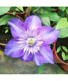Clematis Multi Blue (großblütig) GEFÜLLT, 4‑L‑Topf