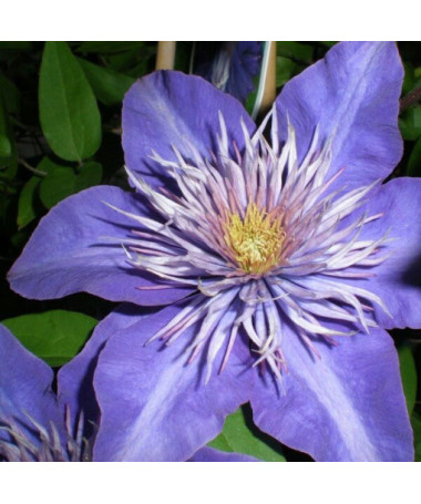 Clematis Multi Blue (großblütig) GEFÜLLT, 2‑L‑Topf