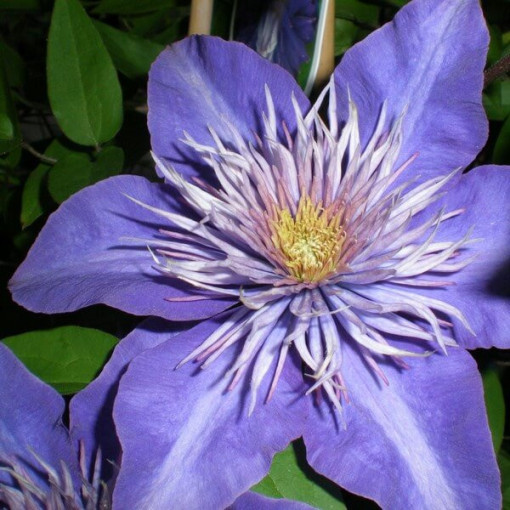 Clematis Multi Blue (großblütig) GEFÜLLT, 2‑L‑Topf