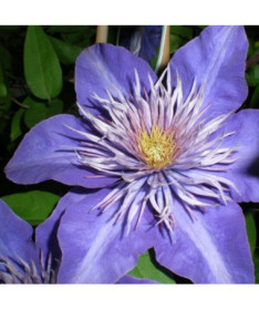 Clematis Multi Blue (großblütig) GEFÜLLT, 2‑L‑Topf