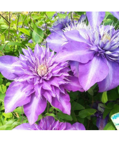 Clematis Multi Blue (großblütig) GEFÜLLT, 2‑L‑Topf