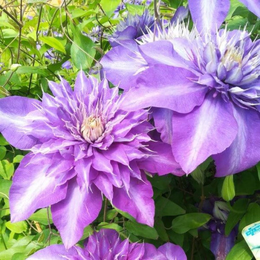 Clematis Multi Blue (großblütig) GEFÜLLT, 2‑L‑Topf