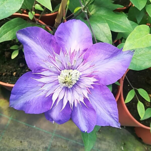 Clematis Multi Blue (großblütig) GEFÜLLT, 2‑L‑Topf