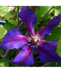 Clematis Mrs N. Thompson (großblütig) 4‑L‑Topf
