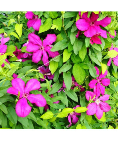 Clematis Kardinal Wyszyński (großblütig) 4L Topf