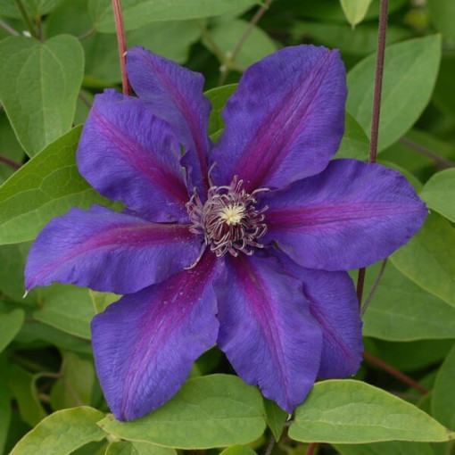 Clematis Mrs N. Thompson (großblütig) 2l‑Topf