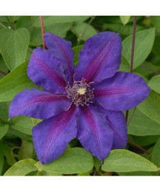Clematis Mrs N. Thompson (großblütig) 2l‑Topf
