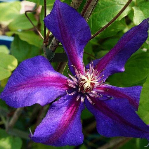 Clematis Mrs N. Thompson (großblütig) 2l‑Topf