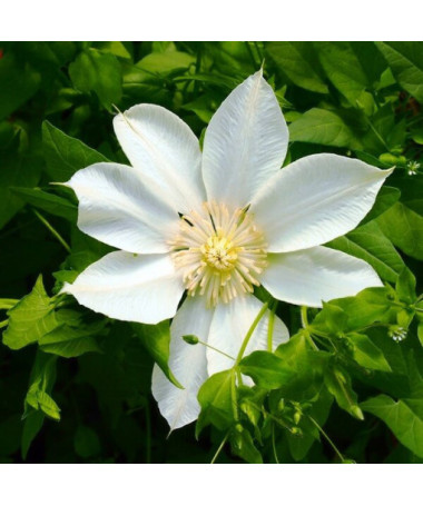 Clematis Moonlight (syn. Yellow Queen) 4‑L‑Topf