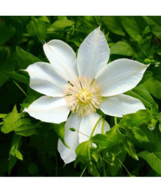 Clematis Moonlight (syn. Yellow Queen) 4‑L‑Topf