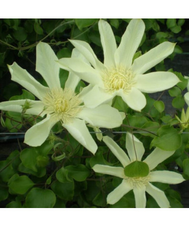 Clematis Moonlight (syn. Yellow Queen) 4‑L‑Topf