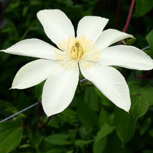 Clematis Moonlight (syn. Yellow Queen) 4‑L‑Topf