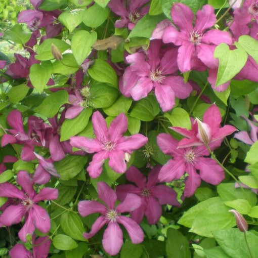 Clematis Kardinal Wyszyński (großblütig) 4L Topf