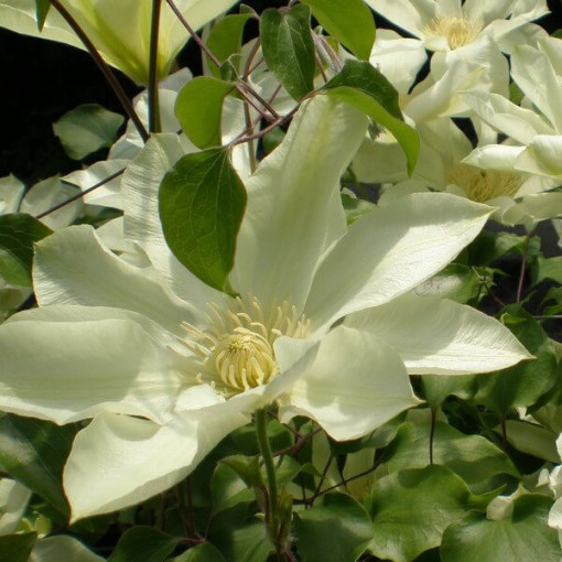 Clematis Moonlight (syn. Yellow Queen) 4‑L‑Topf