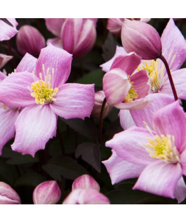 Clematis Montana Rubens (botanisch) BERG‑Clematis, 2‑L‑Topf