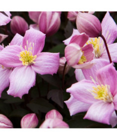 Clematis Montana Rubens (botanisch) BERG‑Clematis, 2‑L‑Topf