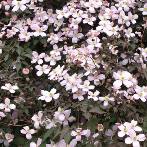 Clematis Montana Rubens (botanisch) BERG‑Clematis, 2‑L‑Topf