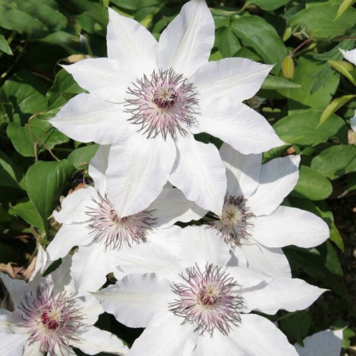 Clematis Miss Bateman  4L