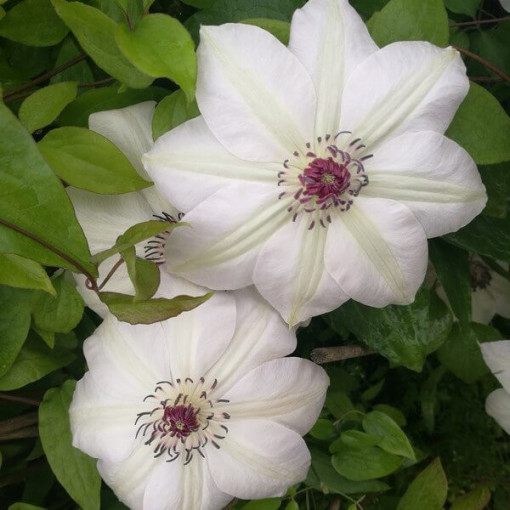 Clematis Miss Bateman  2L