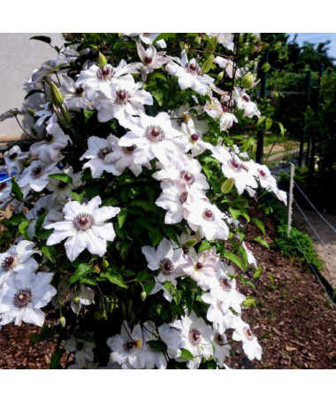 Clematis Miss Bateman  2L