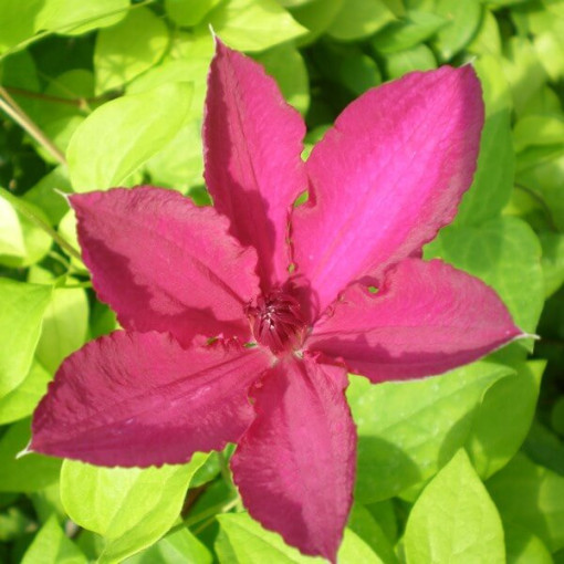 Clematis Kardinal Wyszyński (großblütig) 4L Topf