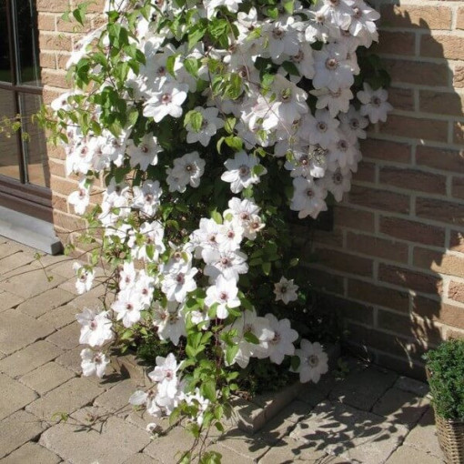 Clematis Miss Bateman  2L