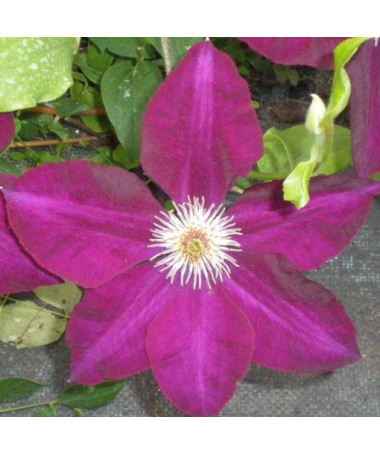 Clematis Mazowsze (großblütig)  4L