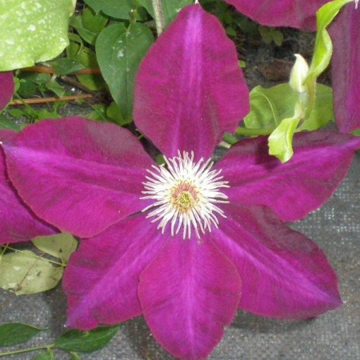 Clematis Mazowsze (großblütig)  4L